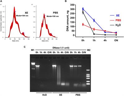 A Protocol for Cancer-Related Mutation Detection on Exosomal DNA in Clinical Application